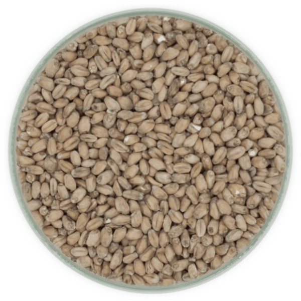 Malt de blé - 4 EBC - 5kg